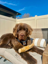 Coffee Wood Chew